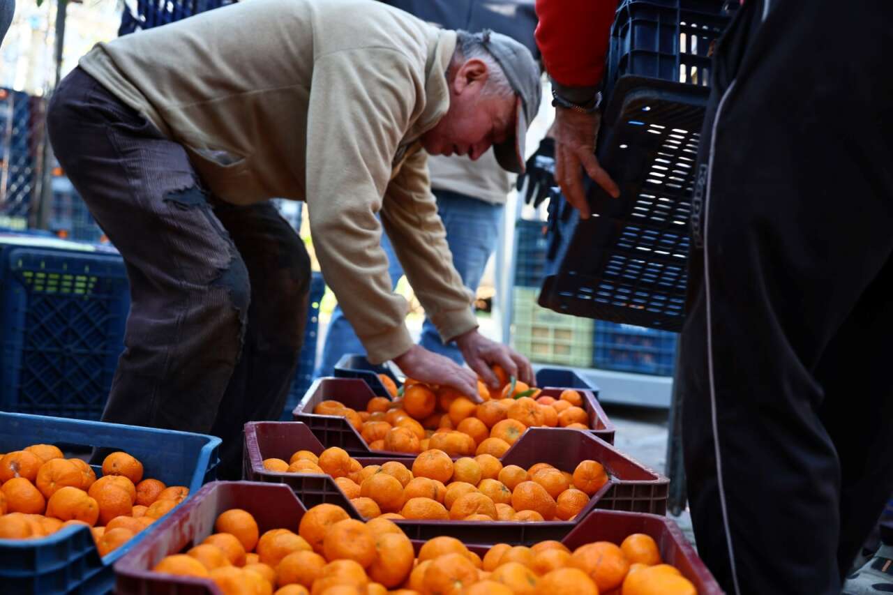 Bodrum’da Mandalin Üreticisine 5 Milyon TL’lik Destek 2
